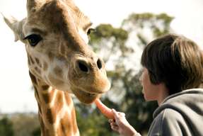 Taronga Zoo Sydney Tickets