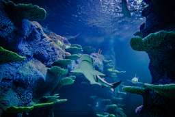 SEA LIFE Sydney Aquarium, USD 25.14