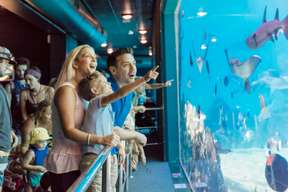 Sea World Gold Coast Tickets