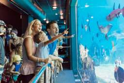 Sea World Gold Coast Tickets, AUD 95.11