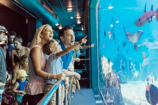 Sea World Gold Coast Tickets