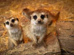 Ballarat Wildlife Park Entry Ticket | Victoria, Rp 383.998