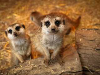 Ballarat Wildlife Park Tickets