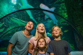  Tiket Akuarium Sea Life Sunshine Coast 