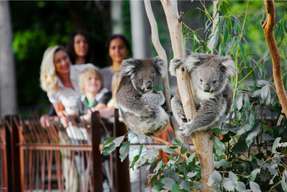 Melbourne Zoo Tickets