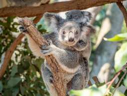 บัตรเข้าชมเขตรักษาพันธุ์โคอาล่าโลนพาย เมืองบริสเบน (Lone Pine Koala Sanctuary)