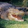 Encounter with the gigantic reptile, a saltwater crocodile named Ngukurr
