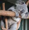 Watch goofy koalas doze off on a tree