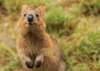 Meet the internet sensation- quokkas