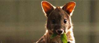 Vé Công Viên Động Vật Hoang Dã Featherdale Wildlife Park Tại Sydney, 716.092 VND