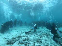 Wakatobi Dive Training Advance Diver - 5D4N Tour