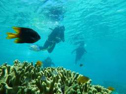 Discover Dive at Wangi-Wangi Island - 3D2N Tour