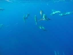 Dolphin Watching Wangi-Wangi Island - 3D2N Tour