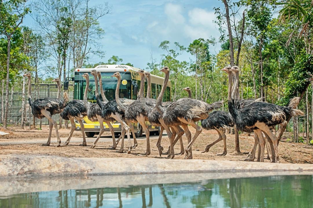 ช่วงเวลาที่เหมาะสมที่สุดในการเที่ยวเวียดนามที่ Vinpearl Safari Phu Quoc คือระหว่างเดือนพฤศจิกายนถึงเมษายน ของทุกปี