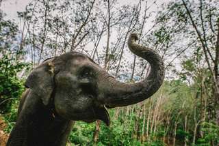 Elephant Jungle Sanctuary Phuket Tickets, SGD 36