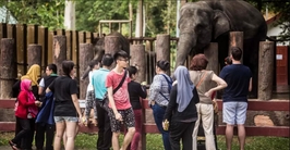 Kuala Gandah Elephant Sanctuary - 1 Day Tour 4