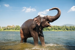 Kuala Gandah Elephant Sanctuary - 1 Day Tour 5