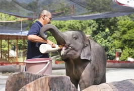 Kuala Gandah Elephant Sanctuary - 1 Day Tour 2