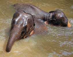 Kuala Gandah Elephant Sanctuary - 1 Day Tour 3