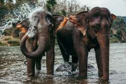 Kuala Gandah Elephant Sanctuary - 1 Day Tour, USD 47.32