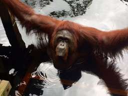 3D2N Orangutan Tanjung Puting 