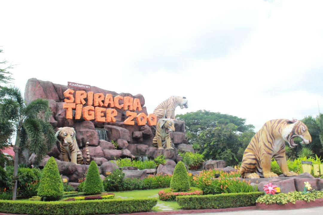 sriracha tiger zoo in thailand