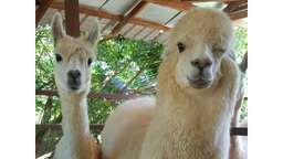 Farm in the City Tickets, USD 8.80