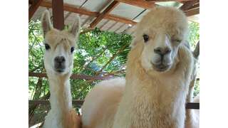 Farm in the City Tickets, THB 300.76