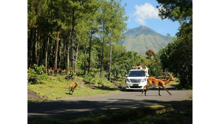 harga tiket taman safari prigen malang