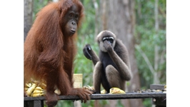 Tanjung Harapan Klotok - 1-Day Tour 4