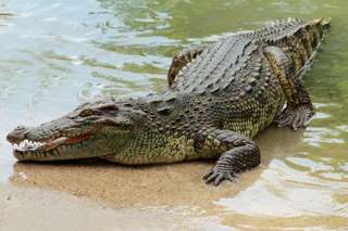 Melaka Crocodile Park Admission Tickets, THB 122.78