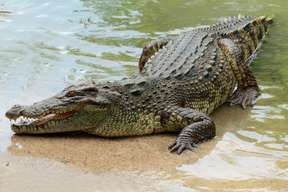 บัตรเข้าชมสวนจระเข้มะละกา (Melaka Crocodile Park)