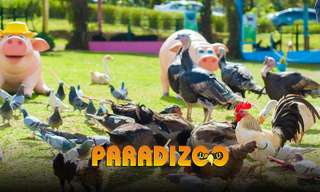 Paradizoo Theme Farm Tickets, ₱ 401.03