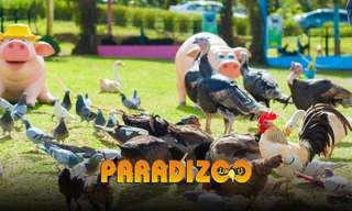 Paradizoo Theme Farm Tickets