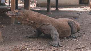 Explore Komodo Island - 1-Day Tour, RM 390