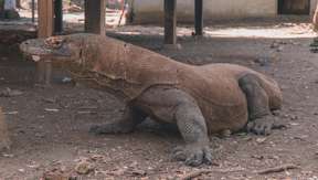 Explore Komodo Island - 1-Day Tour