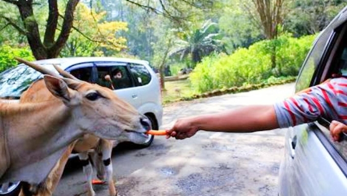 taman safari bogor tiket