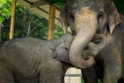 Elephant Jungle Sanctuary Pattaya, VND 430.245