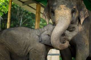 Elephant Jungle Sanctuary Pattaya, Rp 451.122