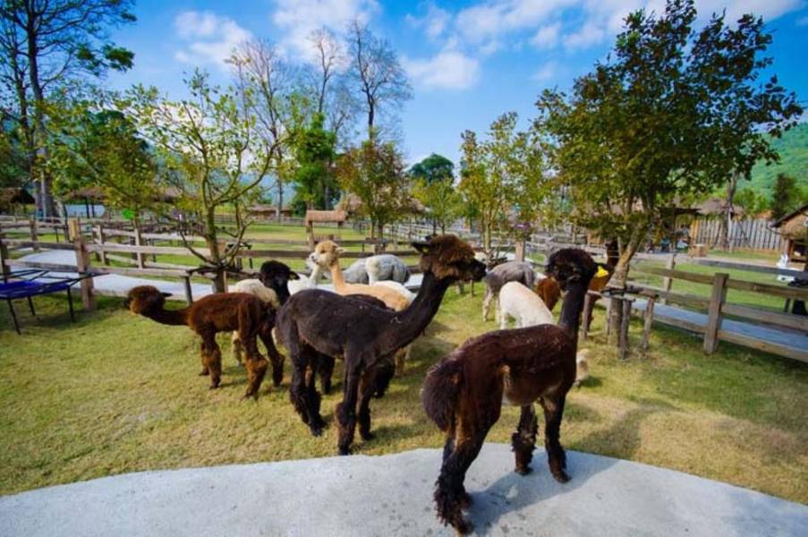 หนึ่งในไฮไลท์ของฟาร์มอัลปาก้าฮิลล์ (Alpaca Hill) ที่ห้ามพลาดเด็ดขาด คือการให้อาหารอัลปาก้าด้วยมือของคุณเอง 