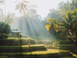 Ubud Highlight Tour - 10 Hours Tour, VND 1.091.147