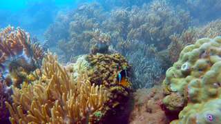 Cham Islands Snorkeling - Day Tour
