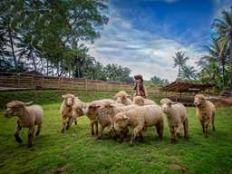 Cimory Dairyland On The Valley Semarang, USD .94