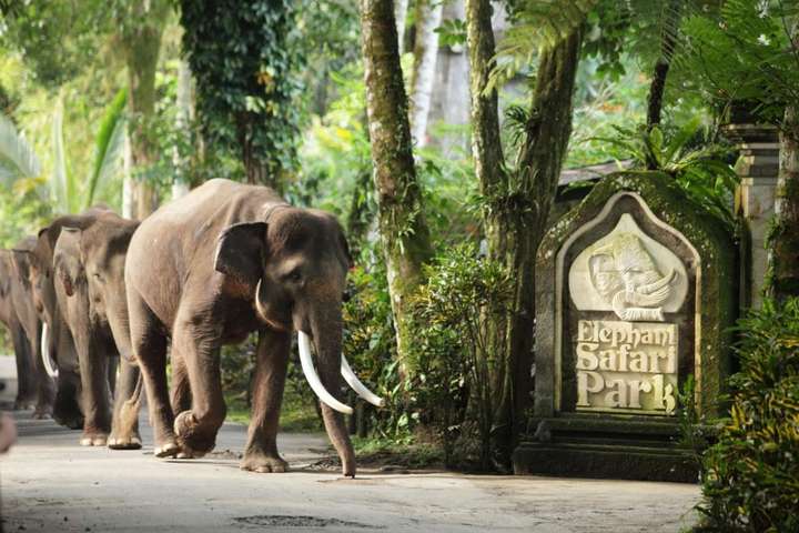 Elephant Safari Ride Oleh Mason Adventure Bali Traveloka Xperience