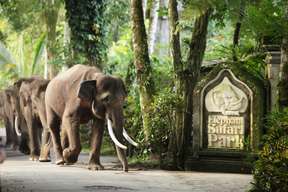 Elephant Safari Ride Package by Mason Adventure Bali