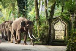 Elephant Safari Ride Package by Mason Adventure Bali, Rp 155.000