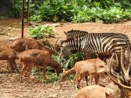 บัตรเข้าสวนสัตว์มะละกา (Melaka Zoo), THB 351.03