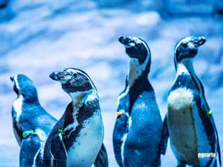 Aquaria Phuket Tickets, THB 300.00