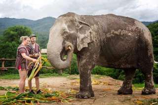Elephant Jungle Sanctuary Chiang Mai - Lawatan Setengah Hari
