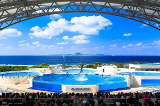 One-day tour to the northern part of Okinawa Churaumi Aquarium in Japan|Mount Manzamo・Kouri Island・American Village|Accompanied by a Chinese tour guide|Departing from Naha・Chatan|Parent-child package available